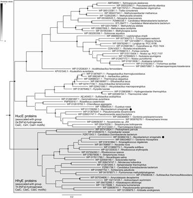 Putative Iron-Sulfur Proteins Are Required for Hydrogen Consumption and Enhance Survival of Mycobacteria